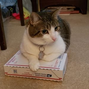 Smoke free, pet loving home